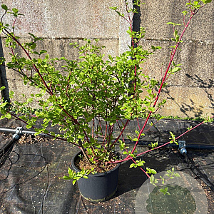 Cornus alba 'Sibirica' 80-100 cm 20L