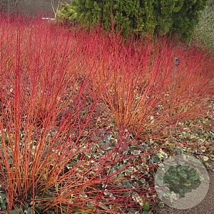 Cornus alternifolia 'Winter Orange' 30-40 cm wortelgoed 0/1/2 2-3 tak