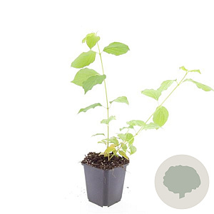 Cornus sang. 'Anny's Winter Orange' GM P9