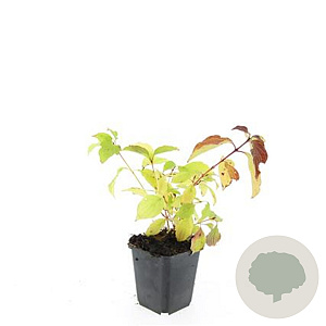 Cornus sang. 'Anny's Winter Orange' GM P9