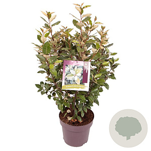 Elaeagnus ebb. 'Compacta' 70-80 cm 10L