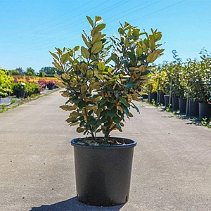 Elaeagnus ebb. 'Compacta' 80-100 cm 15L