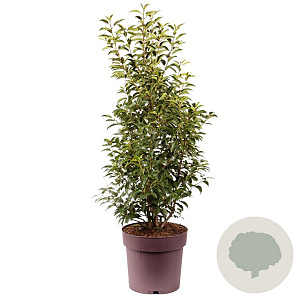 Prunus l. 'Angustifolia' 100-120 cm 20L