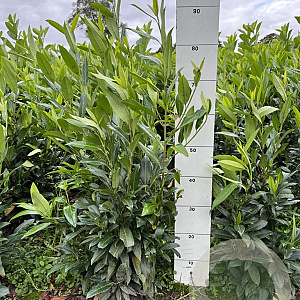 Prunus l. 'Herbergii' 60-80 cm met kluit