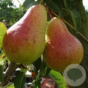 Pyrus c. 'Bon Chrétien Williams' GM 50L dubbele u vorm