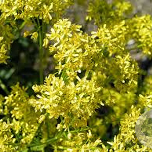 Isatis tinctoria GM P9