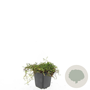 Leptinella squalida GM P9