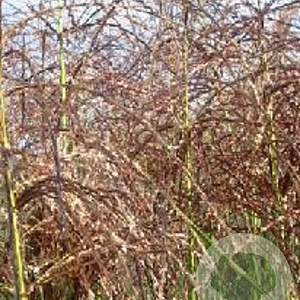 Miscanthus sin. 'Graziella' GM P9