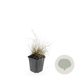 Pennisetum al. 'Little Bunny' GM P9