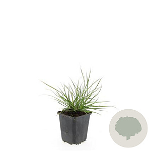 Pennisetum al. 'Little Bunny' GM P9