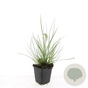 Pennisetum al. 'Little Bunny' GM P9