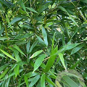 Phyllostachys bissetii 175-200 cm 10L
