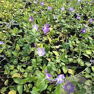 Vinca major P9