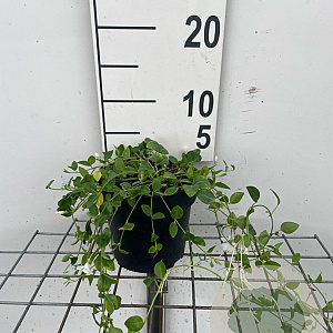 Vinca minor 'Gertrude Jekyll' GM C1.3