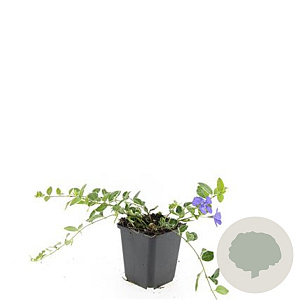 Vinca minor 'Ralph Shugert' GM P9