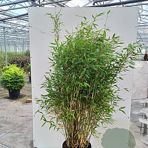 Fargesia murielae 'Sunshine' 80-100 cm 20L