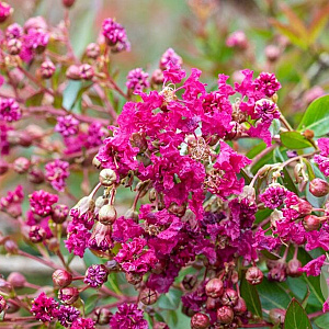 Lagerstroemia indica 'Houston' 16-18 cm cont. 180L