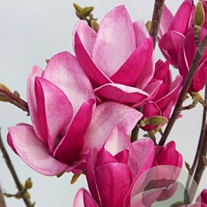 Magnolia 'Star Burst' 80-100 cm 20L
