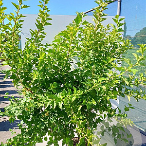 Physocarpus opulifolius 'Luteus' 40-60 cm wortelgoed 0/1 2-3 tak