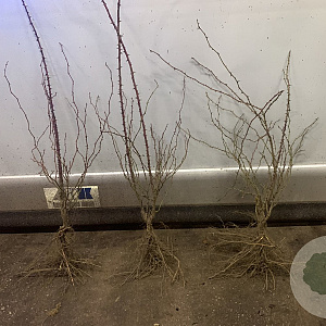 Rosa rubiginosa 100-125 cm wortelgoed 1/1 2-3 tak