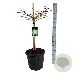 Ginkgo bil. 'Mariken' 60 cm stam 30L