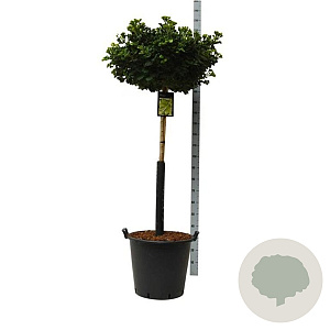 Ginkgo bil. 'Mariken' 120 cm stam cont. 55L extra