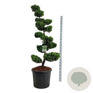 Juniperus chin. 'Kaizuka' 150-175 cm cont. 90L bonsai