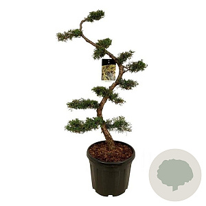 Juniperus pfitzeriana 125 cm cont. 55L bonsai