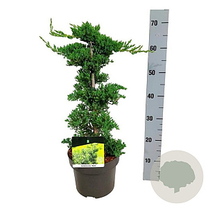 Juniperus procumbens 'Nana' 40-50 cm 5,0L
