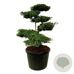 Juniperus squamata 'Blue Carpet' 125 cm cont. 180L bonsai