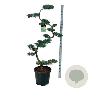 Juniperus virg. 'Grey Owl' 175 cm op cont. 55L bonsai