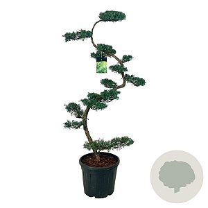 Juniperus virg. 'Grey Owl' 175 cm op cont. 55L bonsai