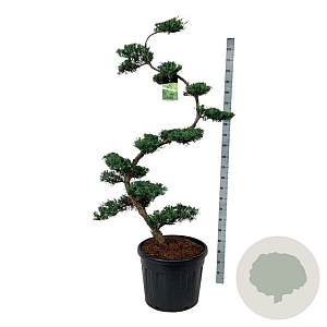 Juniperus virg. 'Grey Owl' 175 cm op cont. 90L bonsai
