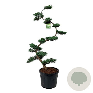 Juniperus virg. 'Grey Owl' 175 cm op cont. 90L bonsai