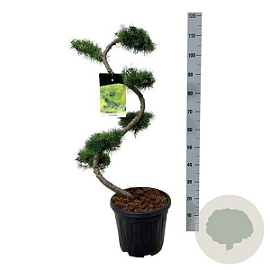 Larix kaempferi 80 cm 15L bonsai