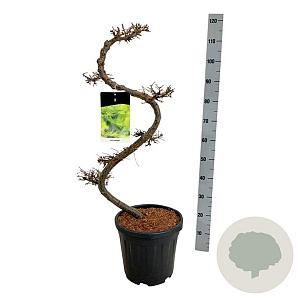 Larix kaempferi 80 cm 15L bonsai