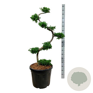 Larix kaempferi 125 cm cont. 55L bonsai