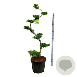 Larix kaempferi 175 cm op cont. 90L bonsai