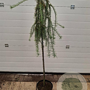 Larix kaempf. 'Stiff Weeper' 120 cm stam 7,5L