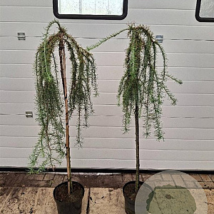 Larix kaempf. 'Stiff Weeper' 120 cm stam 7,5L