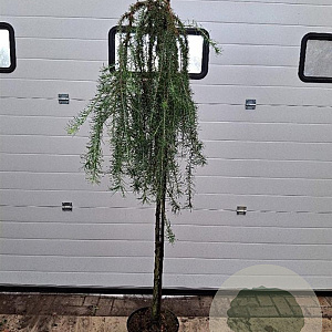 Larix kaempf. 'Stiff Weeper' 120 cm stam 7,5L