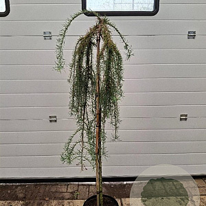 Larix kaempf. 'Stiff Weeper' 120 cm stam 7,5L