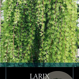 Larix kaempf. 'Stiff Weeper' 150 cm stam 10L