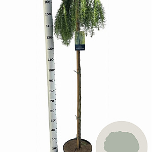 Larix kaempf. 'Stiff Weeper' 150 cm stam 10L