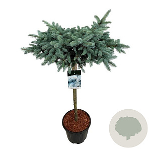 Picea pungens 'Glauca Globosa' 80 cm stam 15L