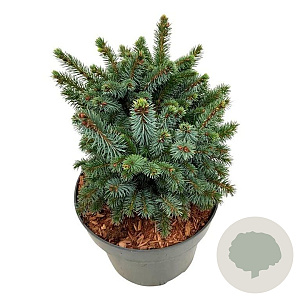 Picea sitchensis 'Midget' 20-25 cm 5,0L