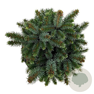 Picea sitchensis 'Midget' 20-25 cm 5,0L