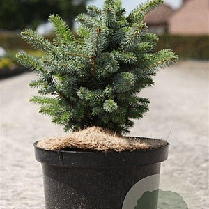 Picea sitchensis 'Midget' 20-25 cm 5,0L