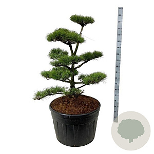 Pinus contorta 100-125 cm cont. 180L bonsai