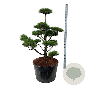 Pinus contorta 125-150 cm cont. 180L bonsai